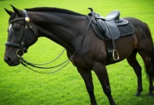 The Ultimate Guide to EQ Saddlery’s Essential Horse Equipment