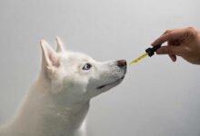What to Look for in CBD-Based Products for Pets Before You Buy