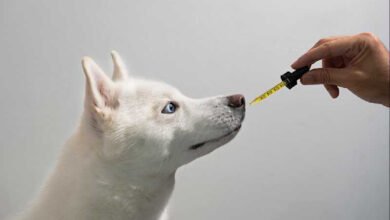 What to Look for in CBD-Based Products for Pets Before You Buy