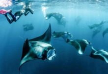 Snorkeling in Maldives