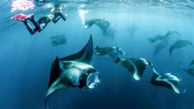 Snorkeling in Maldives
